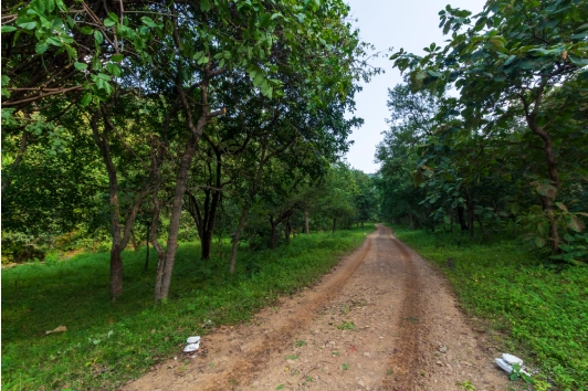 Veerangana Durgavati Tiger Reserve: The Rising Heart of Madhya Pradesh's Wilderness